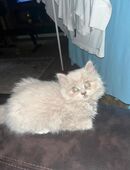 BLH kater 3 Monate alt in 28329