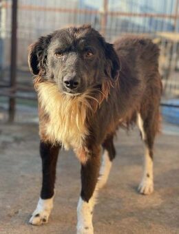 Freundlicher JIMMY sucht seine Familie - Neuberg