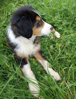 Australian Shepherd × Langhaar Collie Welpen ( Farm Collie) - Hohenfels-Essingen