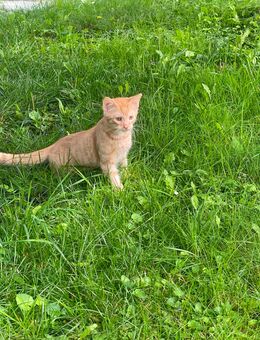 Süße Kitten abzugeben - Pfarrkirchen Zentrum