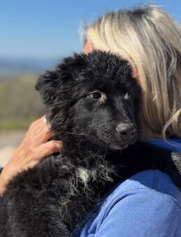 Kiano Kleiner Schatz sucht sein Zuhaus - München