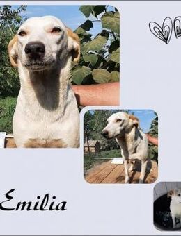 Emilia - Köln