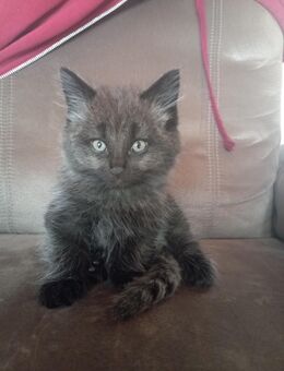 Süße Maine-Coon-Mix-Kitten suchen ein liebevolles Zuhause🐾 - Veldenz