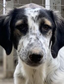 Lemon, geb. ca. 02/2023, Griechenland - Euskirchen