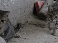 2 süße Katzenbabys zu vergeben - Ergersheim