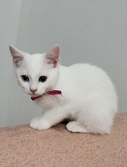 katzen abzugeben 🐱 - Bochum