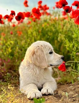 Golden Retriever Welpen mit Papieren, Vater Therapiehund, Aufzucht von Assistenzhundetrainerin - Hildesheim