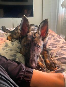 Deutscher Schäferhund - Offenbach (Main) Tempelsee