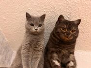 Britisch kurz Haar Katzen - Bebra Zentrum