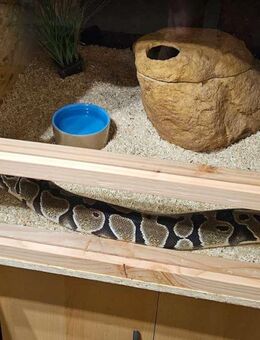 Python regius Königspython 1.0 NZ 07/2019 incl. Terrarium, Heizung *Komplettpaket* - Aichhalden