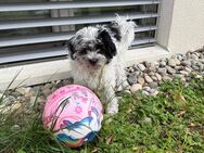 Maltipoo - Stallikon