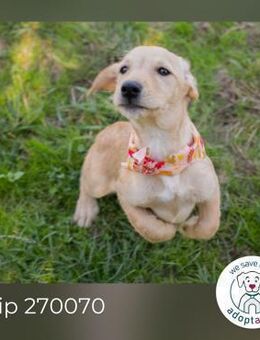 Chip 270070: Hundekind sucht ein Zuhause - Kirchzell