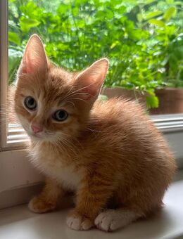 Süßes kleines rotes Katerchen Kitten suchen liebevolles neues Zuhause EKH/BKH - Petershagen (Eggersdorf)