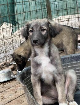 Viro 🐶 eine kleine Seele mit großem K - Spenge