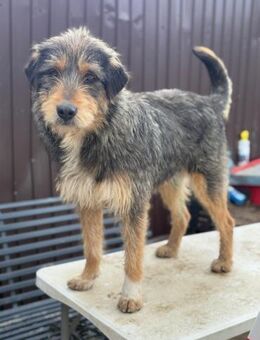 Kim sucht ein nues Zuhause - Blankenheim (Nordrhein-Westfalen)