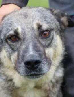 Grauny - sehr verspielt u. kinderlieb - Lohra