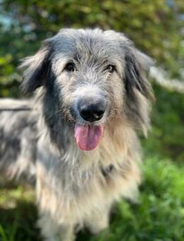 Athos sucht ein Zuhause - Enger (Widukindstadt)