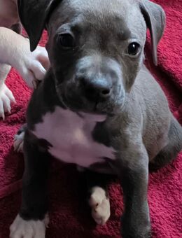 Amstaff Welpen Rüde und Weibchen - Groitzsch Zentrum