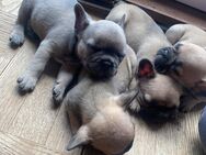 4 wundervolle Französische Bulldoggen Welpen - Willingen (Upland)