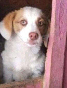 Emily, kleines, agiles Zuckerpüppchen - Köln