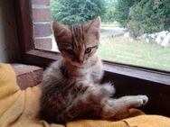 Bildschöne Babykatze - Friesoythe