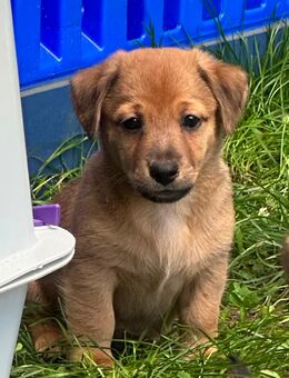 Wundervolle Jack Russel Mix Welpen suchen ein liebevolles Zuhause - Rüdersdorf (Berlin)