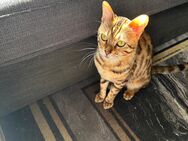 Reinrassiger Bengal-Deckkater - KEIN VERKAUF! - Karlstein (Main)