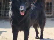 Duke 💗 junger, verspielter Hundebub! - Hamburg