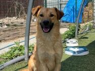 LEO - sucht seine 2. Chance <3 - Velbert