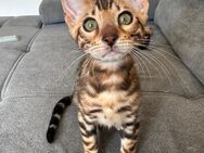 Bengal Kitten - Abholbereit - noch 1 Kater - Köln