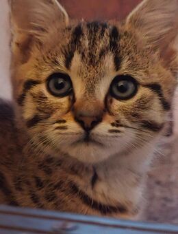 Katzenbaby sucht neues Zuhause - Magdala