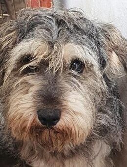 Rocky - Wolfhagen