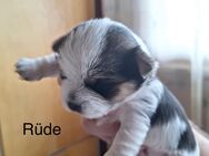 Yorkshire Terrier Welpen - Sottrum