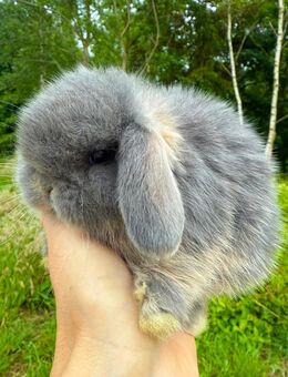 Süße Mini Lop Minilop Kaninchen Hasen suchen Familie - Kleve (Nordrhein-Westfalen)