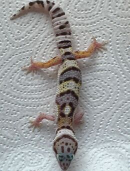 Junges Leopardgecko Männchen abzugeben - Dortmund
