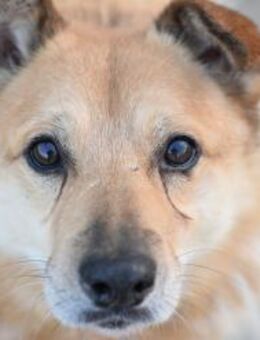 Senior ORSON sucht Gnadenplatz - Neuberg