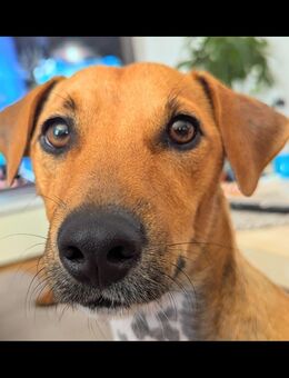 Jack Russel "Max" sucht dringend ein neues Zuhause - Hohenwart