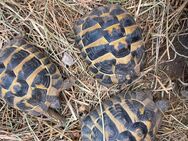 Griechische Landschildkröten/Thh 2024 - Römerberg