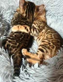 Bengal kitten mit Stammbaum - Ingolstadt