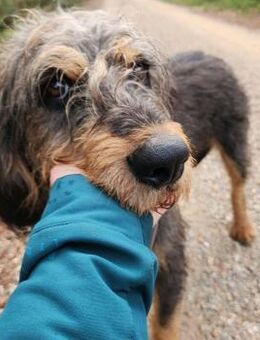 GANDALF Möchte Vertrauen fassen - Karben