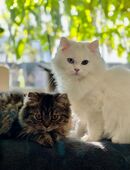 Kater suchen liebevolles zu Hause in 51371