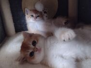 Goldene bildhübsche Kitten mit Stammbaum, geimpft &Chip - Munster