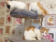 Babykatzen suchen neue Zuhause. - Bad Bramstedt