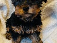 Yorkshire Terrier Welpe (Sie) - Itzehoe