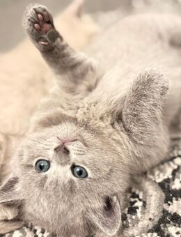 Kartäuser BKH mix kitten - Abgabebereit - Hamburg