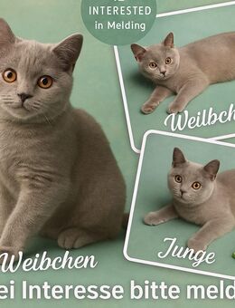 Kitten BKH - Junge und Mädchen - Krefeld