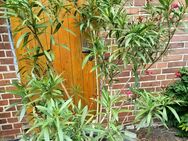 Oleander rot - Barsinghausen