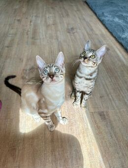 2 bengal geschwister - Bergkamen