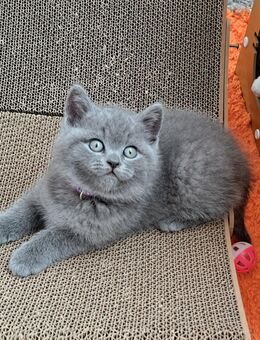 Bkh kitten reinrassige kurzhaar. - Osnabrück