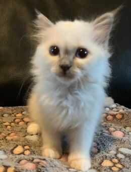Heilige Birma Kitten ❤️ - Uhldingen-Mühlhofen